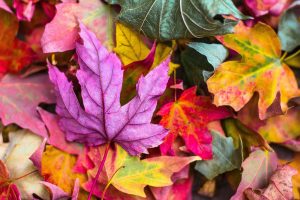 Read more about the article Autumn Is Coming
